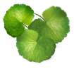 Ingredient image